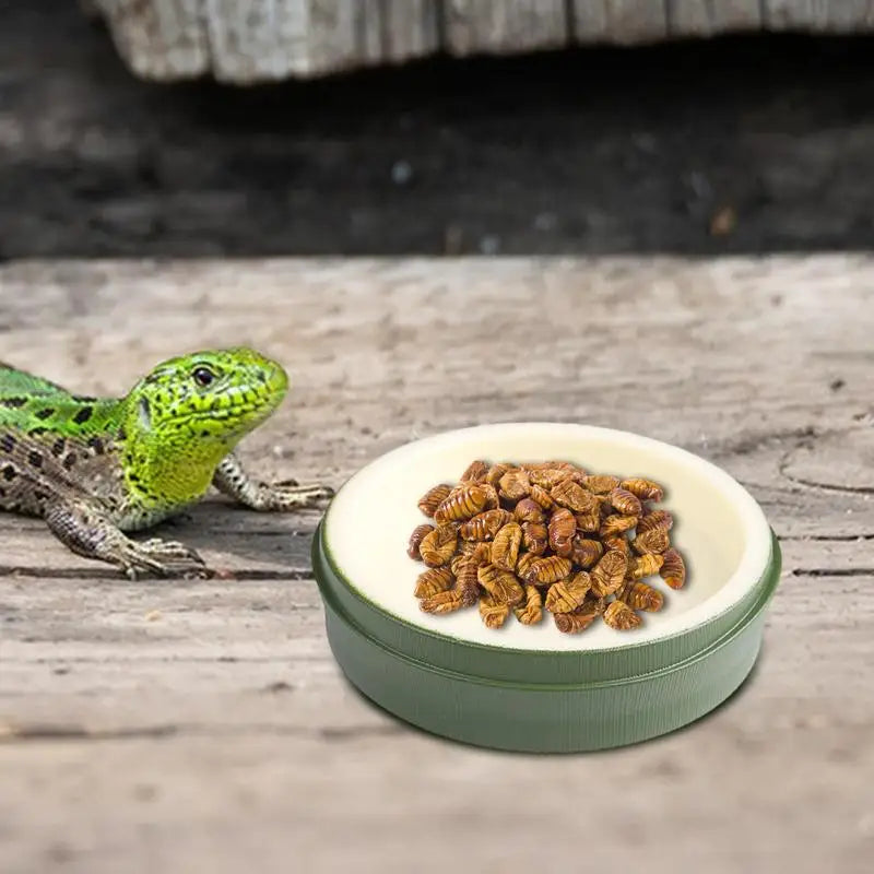 Reptile Water Dish Food Bowls Food Feeder Dish Plate For Drinking Reptile Food Water Bowl Plate Dish For Tortoise Hermit Crab